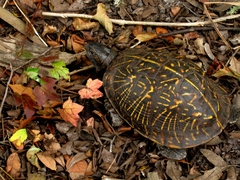 Terrapene carolina bauri