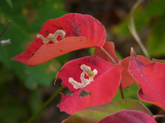 Cameraria guttifinitella