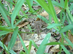 Tigrosa helluo
