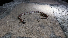 Lampropeltis
