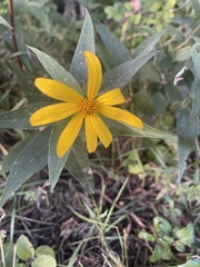 Helianthus hirsutus
