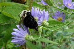 Bombus impatiens