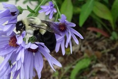 Bombus impatiens
