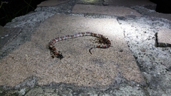 Lampropeltis