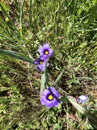 iNaturalist observation photo of western blue-eyed grass