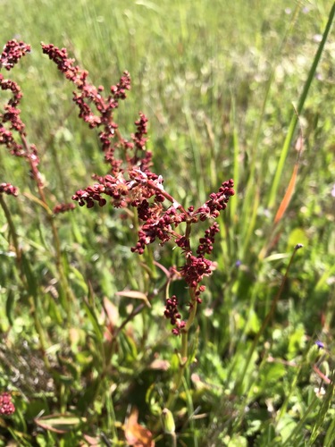 iNaturalist observation photo of Sheep's sorrel