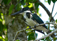 Chloroceryle amazona