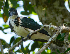 Chloroceryle amazona