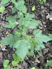 Acer ginnala