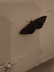 Rheumaptera meadii