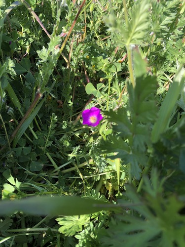 iNaturalist observation photo of redmaids