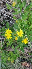Senecio odoratus