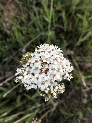 iNaturalist observation photo of common yarrow