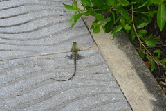 Ctenosaura similis multipunctata