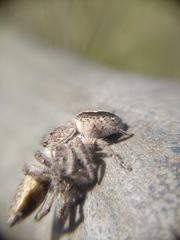 Megafreya sutrix