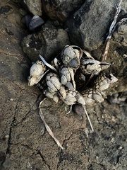 Pollicipes polymerus