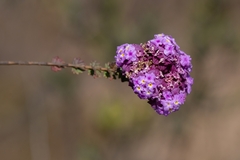 Verbenaceae