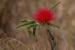 Calliandra