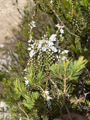 Epacris microphylla