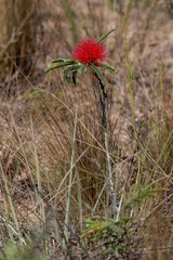 Calliandra