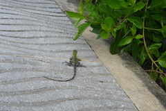 Ctenosaura similis multipunctata