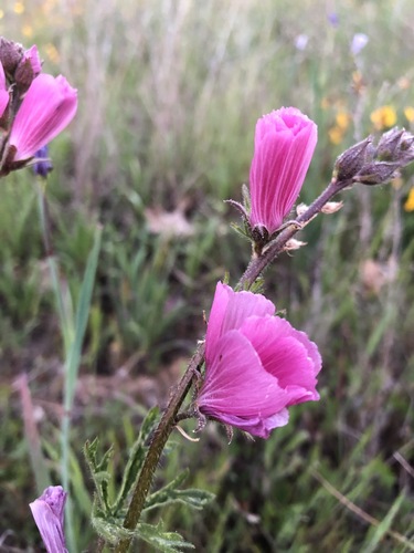 iNaturalist observation photo of checkerbloom