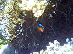 Amphiprion melanopus