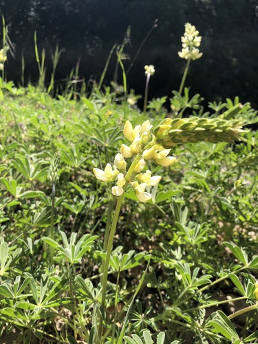 iNaturalist observation photo of chick lupine