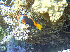 Amphiprion melanopus