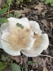 Ampulloclitocybe clavipes