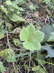 Ranunculus recurvatus