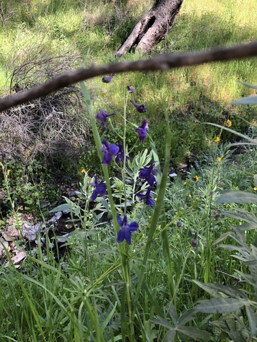 iNaturalist observation photo of Zigzag Larkspur