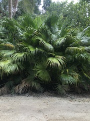 Thrinax radiata