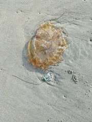 Chrysaora fuscescens