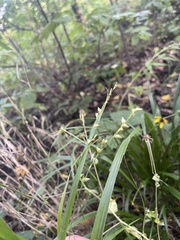 Diarrhena obovata