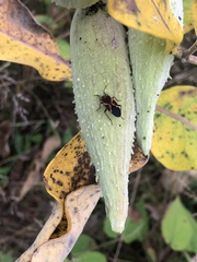 Lygaeus kalmii angustomarginatus