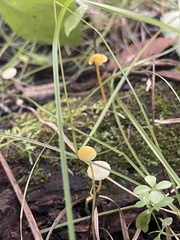 Mycena crocea