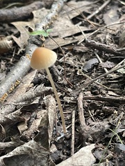 Mycena crocea