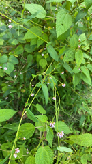 Persicaria sagittata