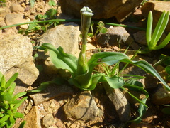 Moraea ciliata