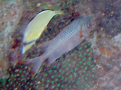 Myripristis violacea