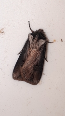 Agrotis venerabilis