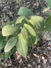 Uvularia grandiflora