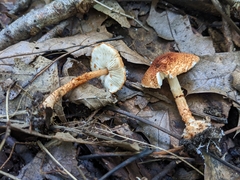 Lepiota castanea