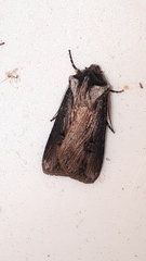 Agrotis venerabilis
