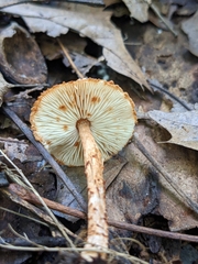 Lepiota castanea