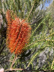 Banksia ericifolia