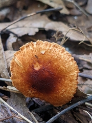 Lepiota castanea