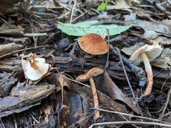Lepiota castanea