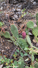 Opuntia macrorhiza